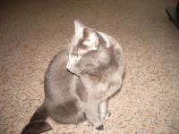 Потерялся кастрированный русский голубой кот ( найден, возвращен хозяевам)